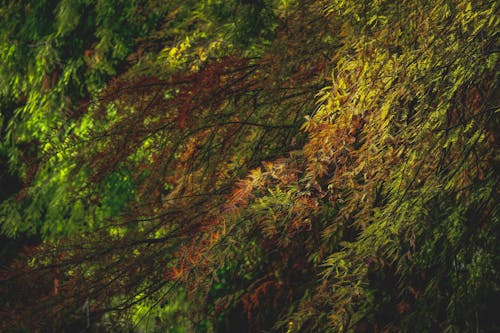 Kostnadsfri bild av barrträd, bevuxen, blad