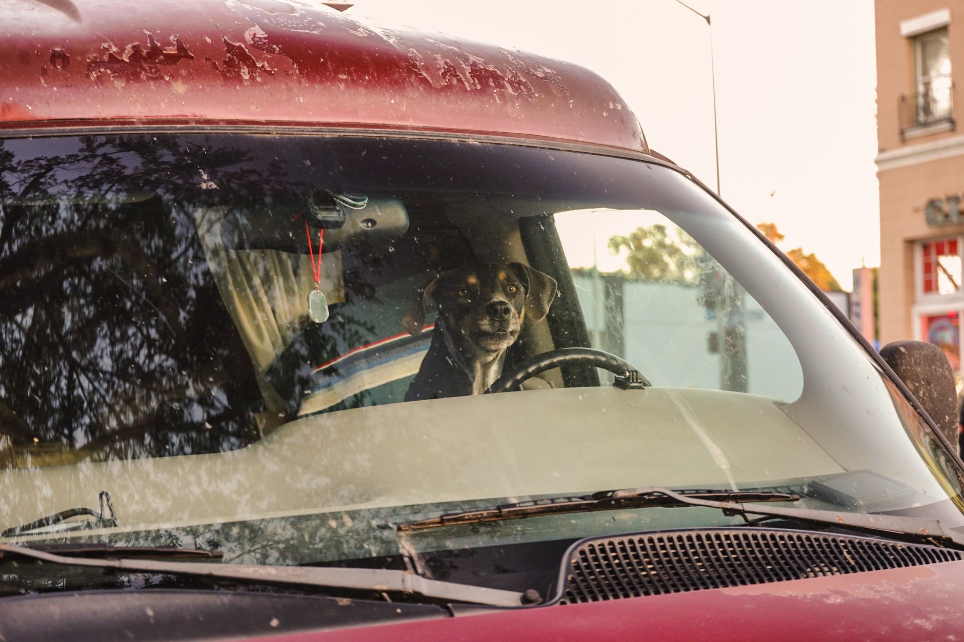 Interior Detailing Benchmarked on 112 GTA Vehicles — Pet Hair and Odour Were the No. 1 Complaint in 78% of Cases
