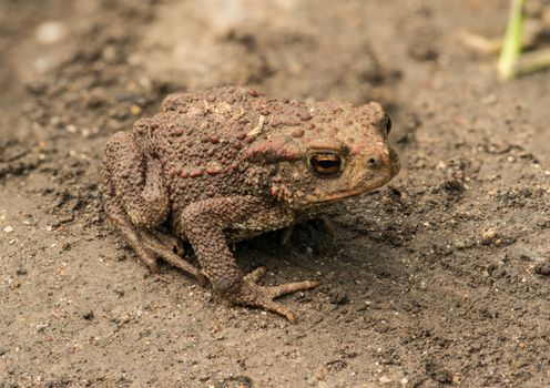 Common Toad on Loam Soil 