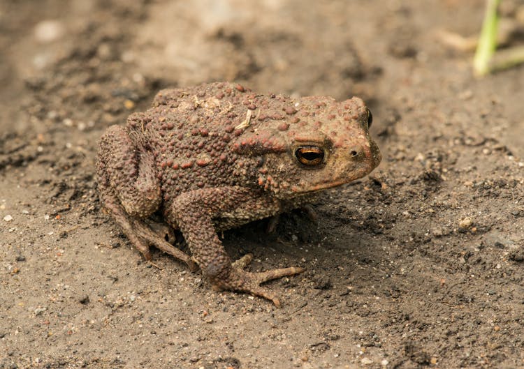 Common Toad On Loam Soil 