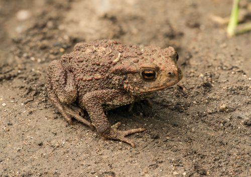 Free Detailed close-up photograph of a toad resting on loam soil, showcasing its textured skin. Stock Photo