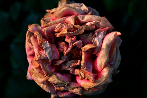 Close Up Shot of a Dried Flower