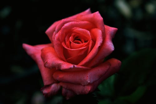 Close Up Shot of a Red Rose