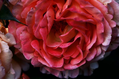 Kostenloses Stock Foto zu pinke rose, schöne blume