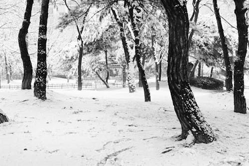 Free Grayscale Photo of Trees on Snow Covered Ground Stock Photo