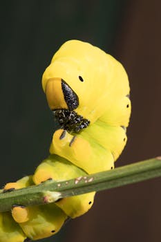 Detailed macro photo of a yellow caterpillar on a stem, showcasing nature's vibrant colors.