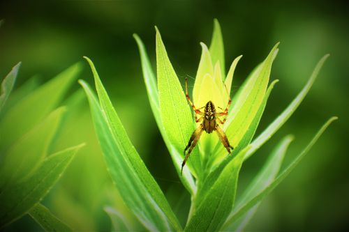 Free Macro shot of a spider perched on vibrant green leaves, showcasing nature's detail. Stock Photo