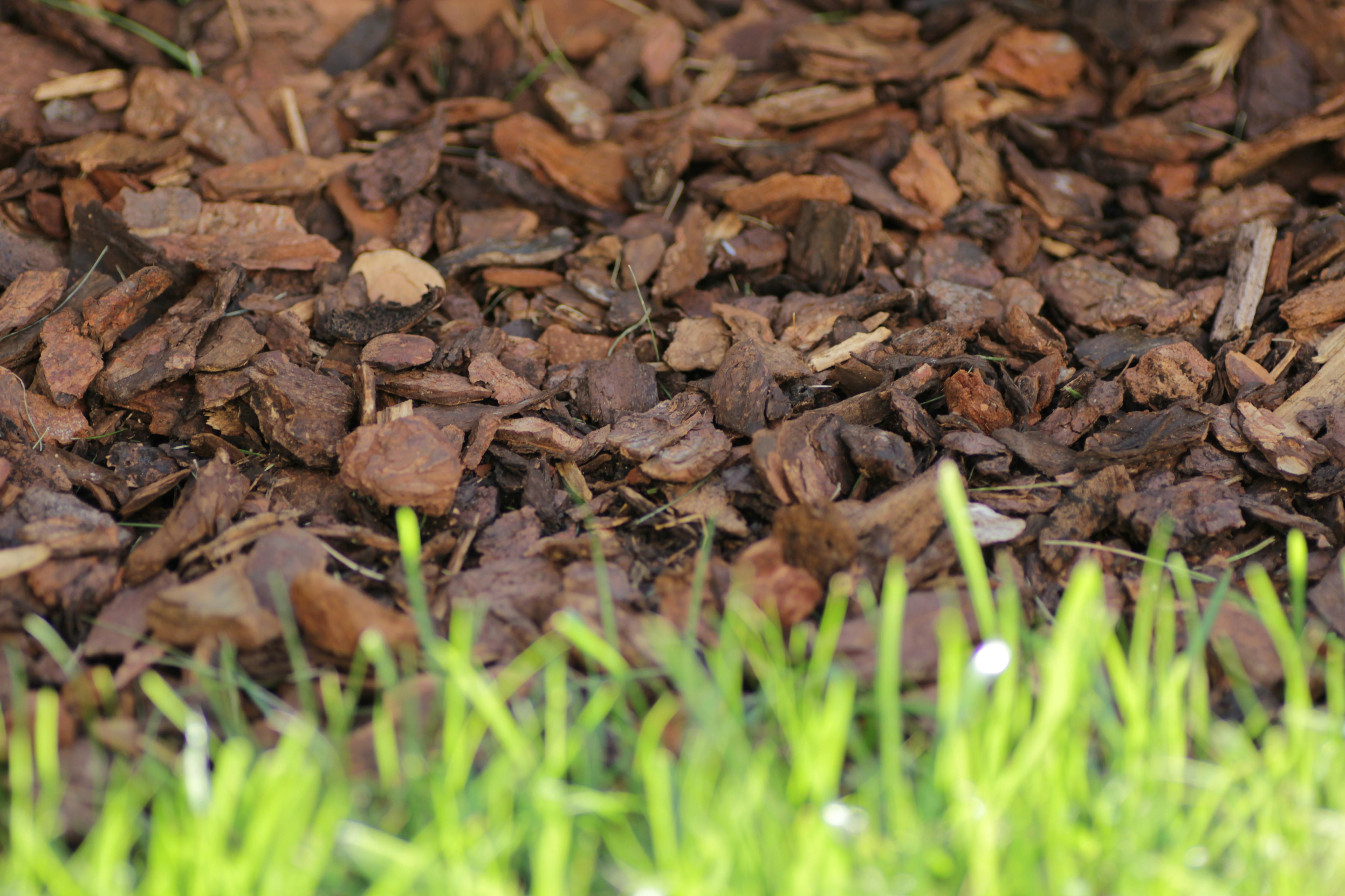 Free stock photo of bark, garden, grass