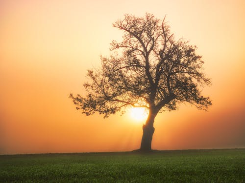 Photos gratuites de arbre nu, aube, ciel orange