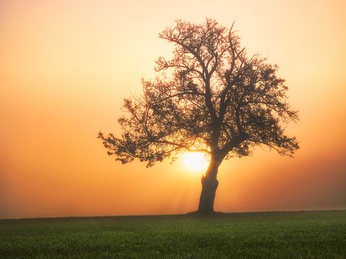 Solitary Tree in a Serene Sunlit Landscape · Free Stock Photo
