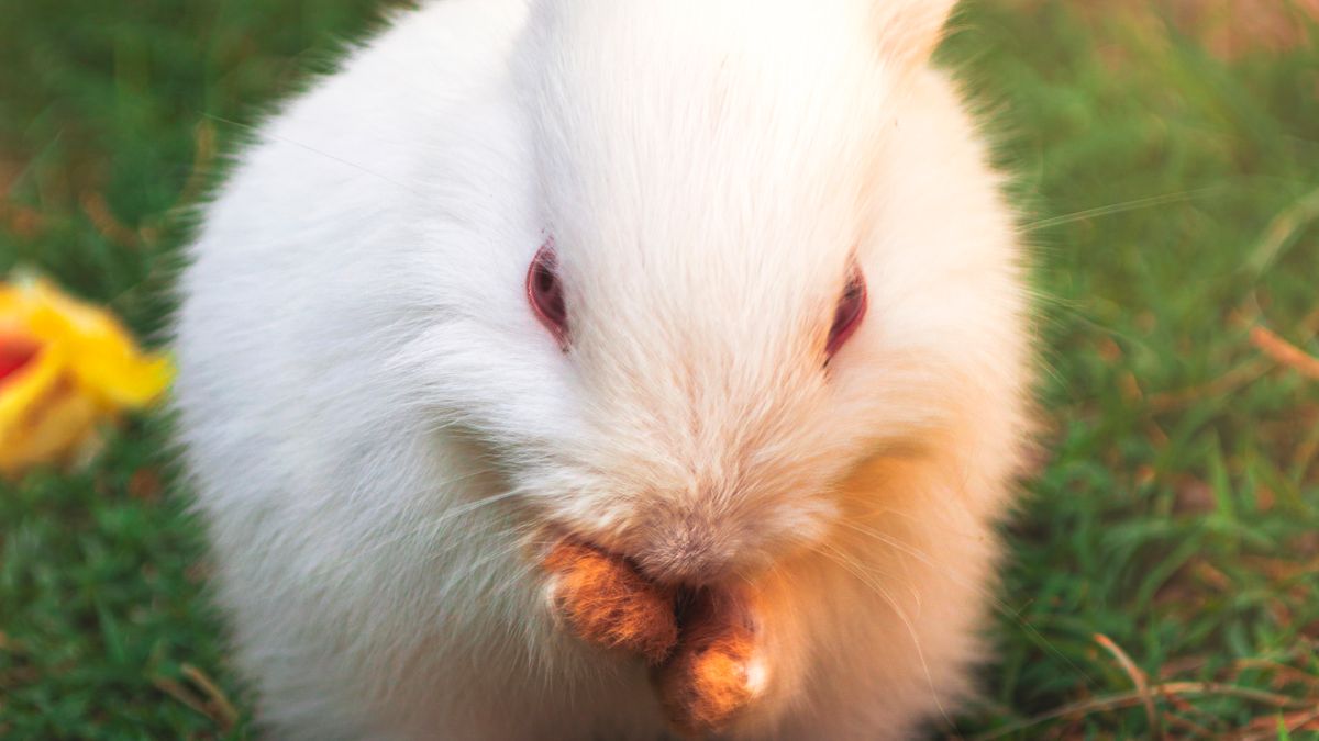 White rabbit lifting and cleaning its front paw outdoors