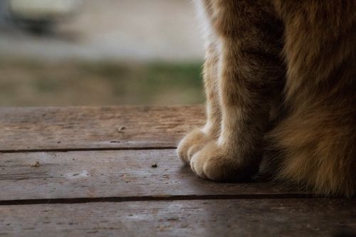 Free Warm close-up of a cat's paws resting on a rustic wooden surface. Ideal for pet enthusiasts. Stock Photo