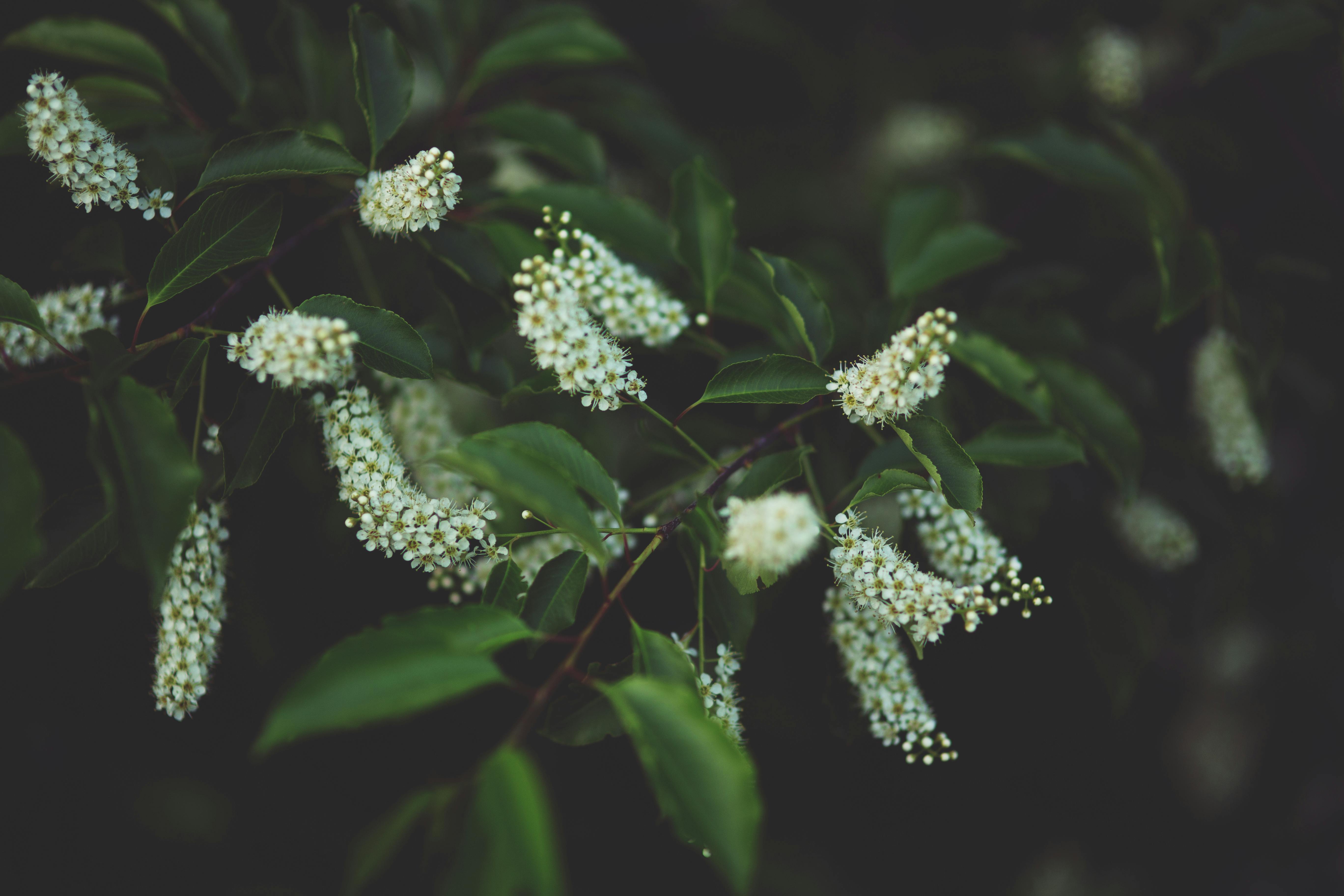 Little white flowers · Free Stock Photo