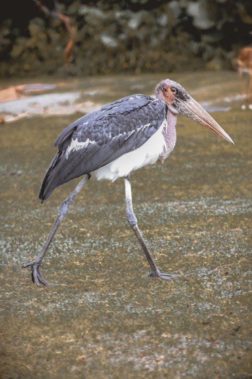 Marabou stork walking on grassland in habitat