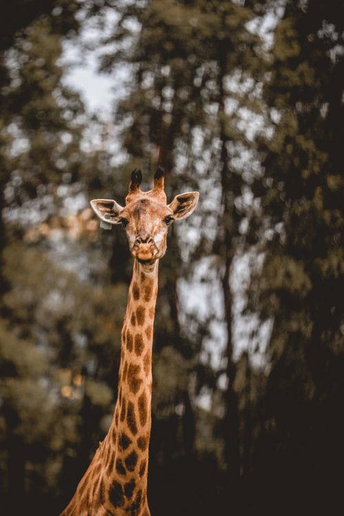 Free Upper body part of cute wild giraffe standing against tall lush trees and looking at camera Stock Photo