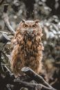 Attentive eagle owl sitting on tree branch