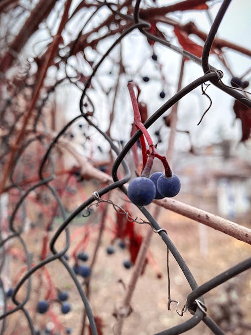 Fotobanka s bezplatnými fotkami na tému flóra, hrozno, jeseň