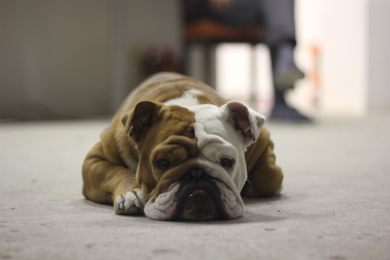 AKC English Bulldog Color Chart & Unique Coat Variations