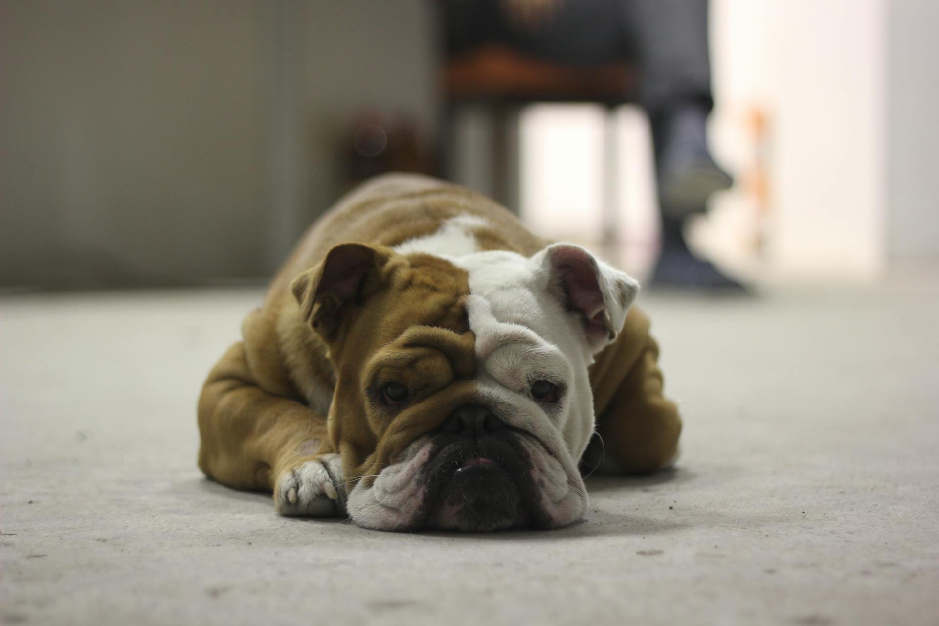 English Bulldog Lying on Floor