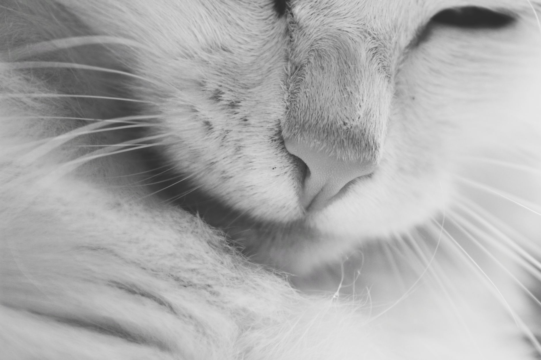 Veterinarian examining a cat during a checkup