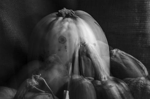 Black and white double exposure of assorted types of pumpkins placed on textile in room during harvest season in countryside