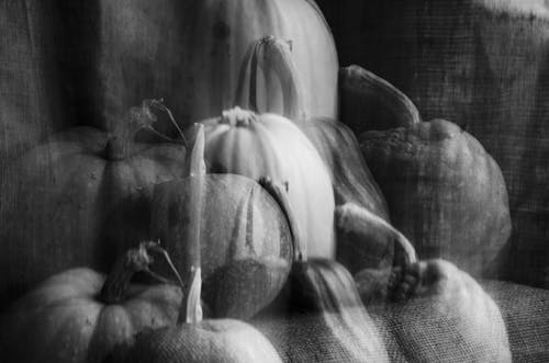 Black and white double exposure heap of fresh pumpkins with tails in different sizes placed on textile during harvest season
