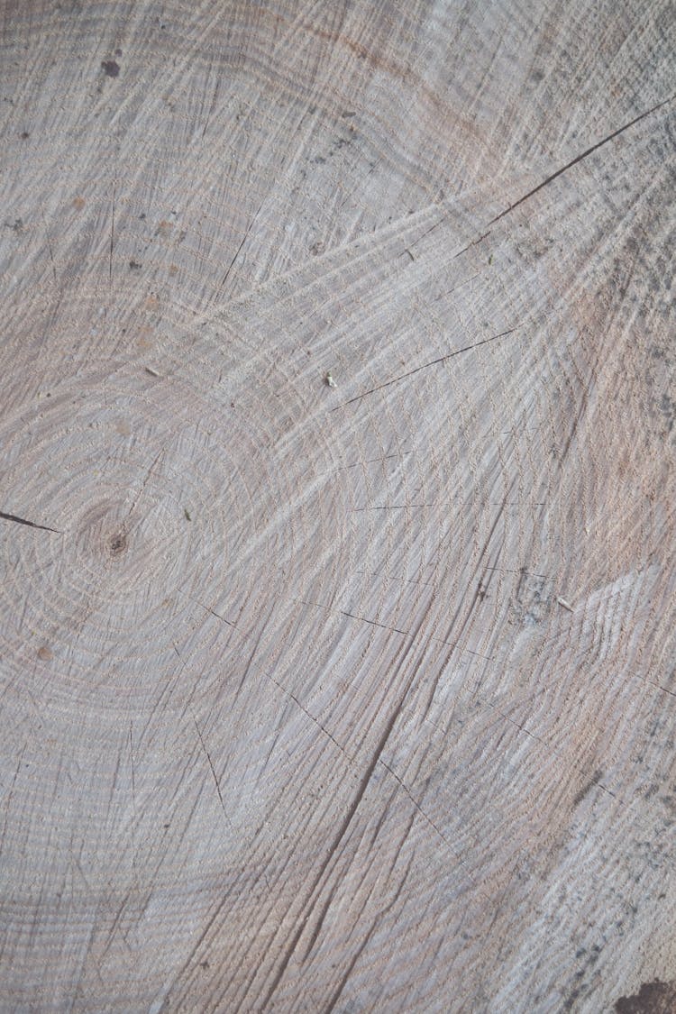 Tree Stump In Close Up