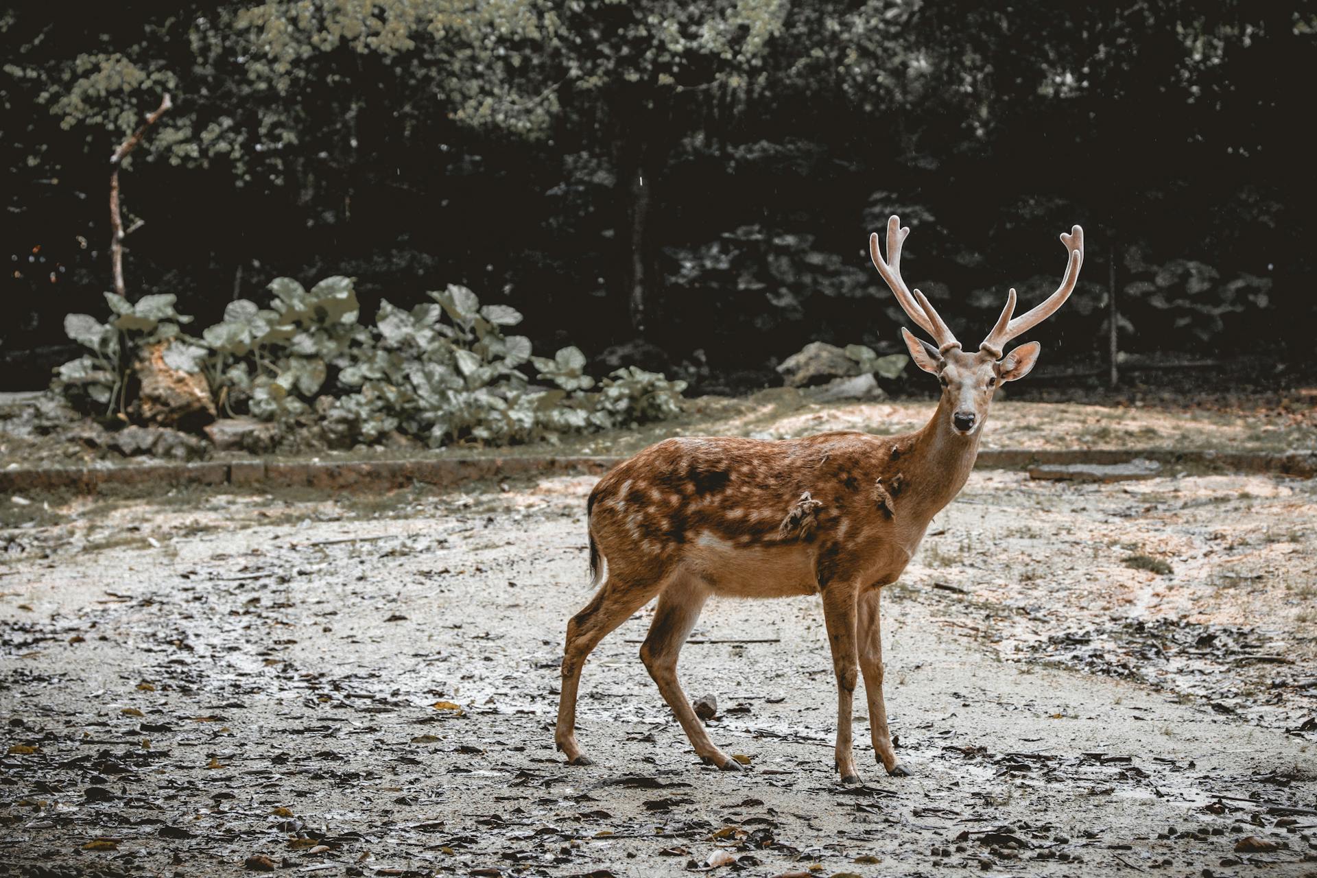 Full body graceful dappled deer with big antlers standing on dirty ground in forested terrain and looking at camera