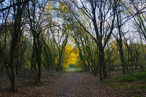 Green Trees on the Park