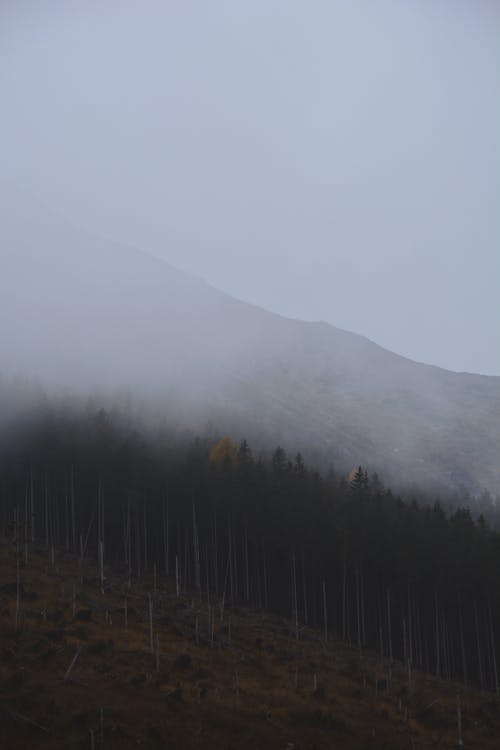 Gratis Immagine gratuita di boschi, catena montuosa, cielo Foto a disposizione