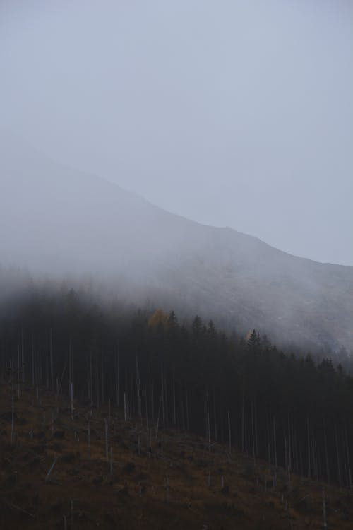 Foto d'estoc gratuïta de a l'aire lliure, amb boira, arbres de coníferes