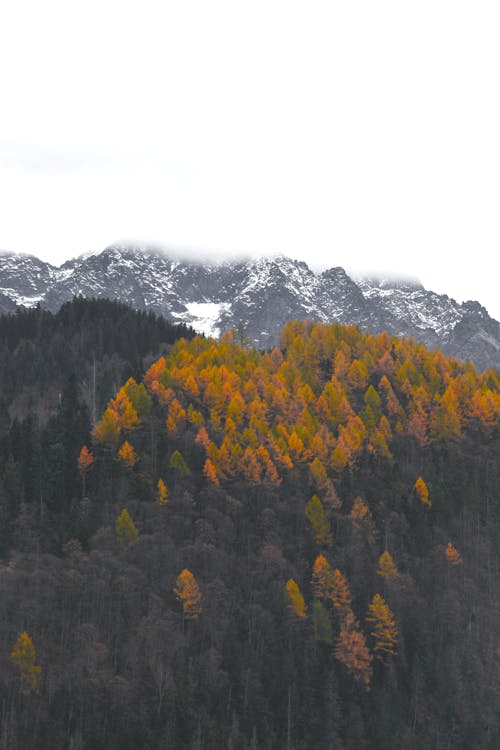 Základová fotografie zdarma na téma borovice, fotografie přírody, hora