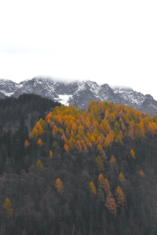 Безкоштовне стокове фото на тему «slovensko, tatra, tatry»