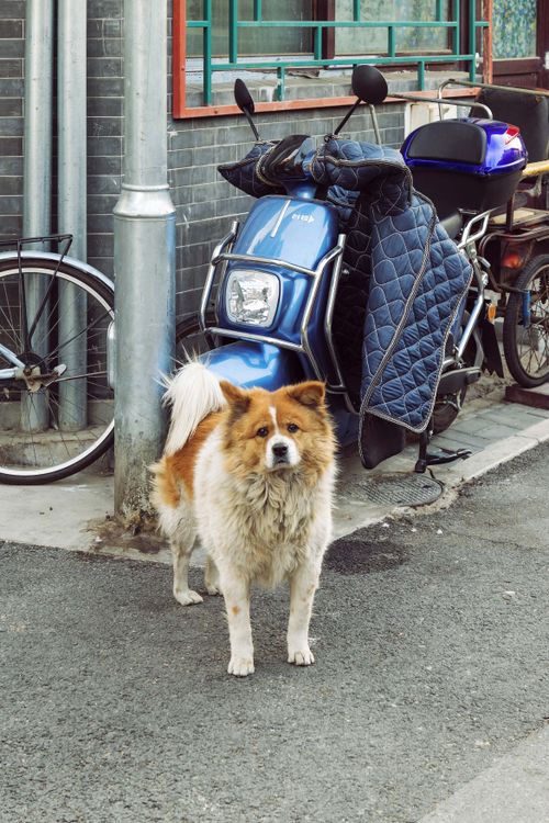 Free A street dog standing beside a motorcycle on a city street, embodying urban simplicity. Stock Photo