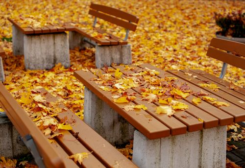 Free Scenic autumn view of park benches and wooden tables covered with vibrant fallen leaves. Stock Photo