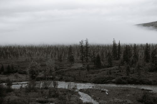 Kostenloses Stock Foto zu atmosphäre, baum, bedeckt