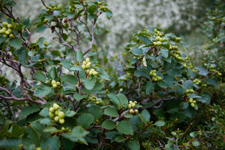 Sorbus Rupicola Plant With Berries Growing Near Rocky Cliff