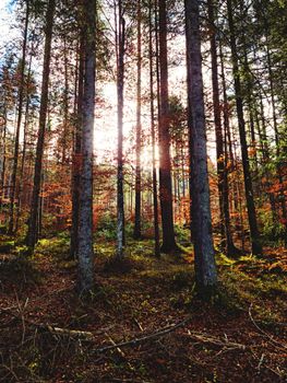 A vibrant autumn forest with sunlight streaming through tall tree trunks and colorful foliage.
