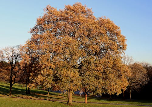 Free stock photo of oak tree autumn Stock Photo
