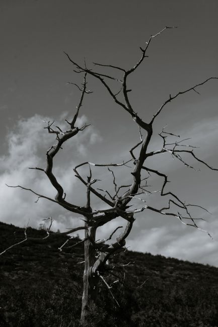 Black and white of curvy branches of dry thin leafless tree growing near mountain covered with lush vegetation under cloudy sky