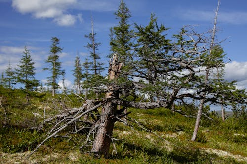 Fragile trees growing on grassy hill slope under blue sky