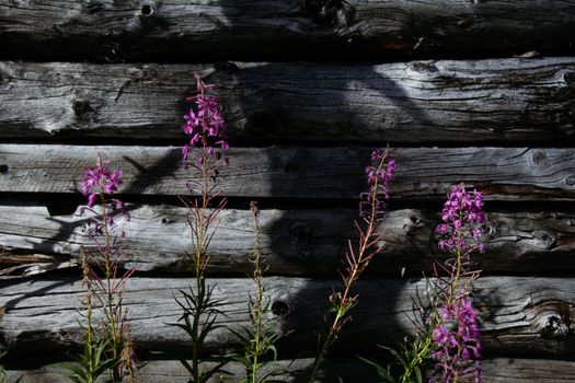 Thin great willowherb plant with gentle purple flowers growing near aged wooden house on sunny day in countryside