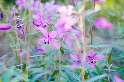 Delicate pink flowers of great willowherb plant with green leaves and thin stems growing in meadow on sunny day