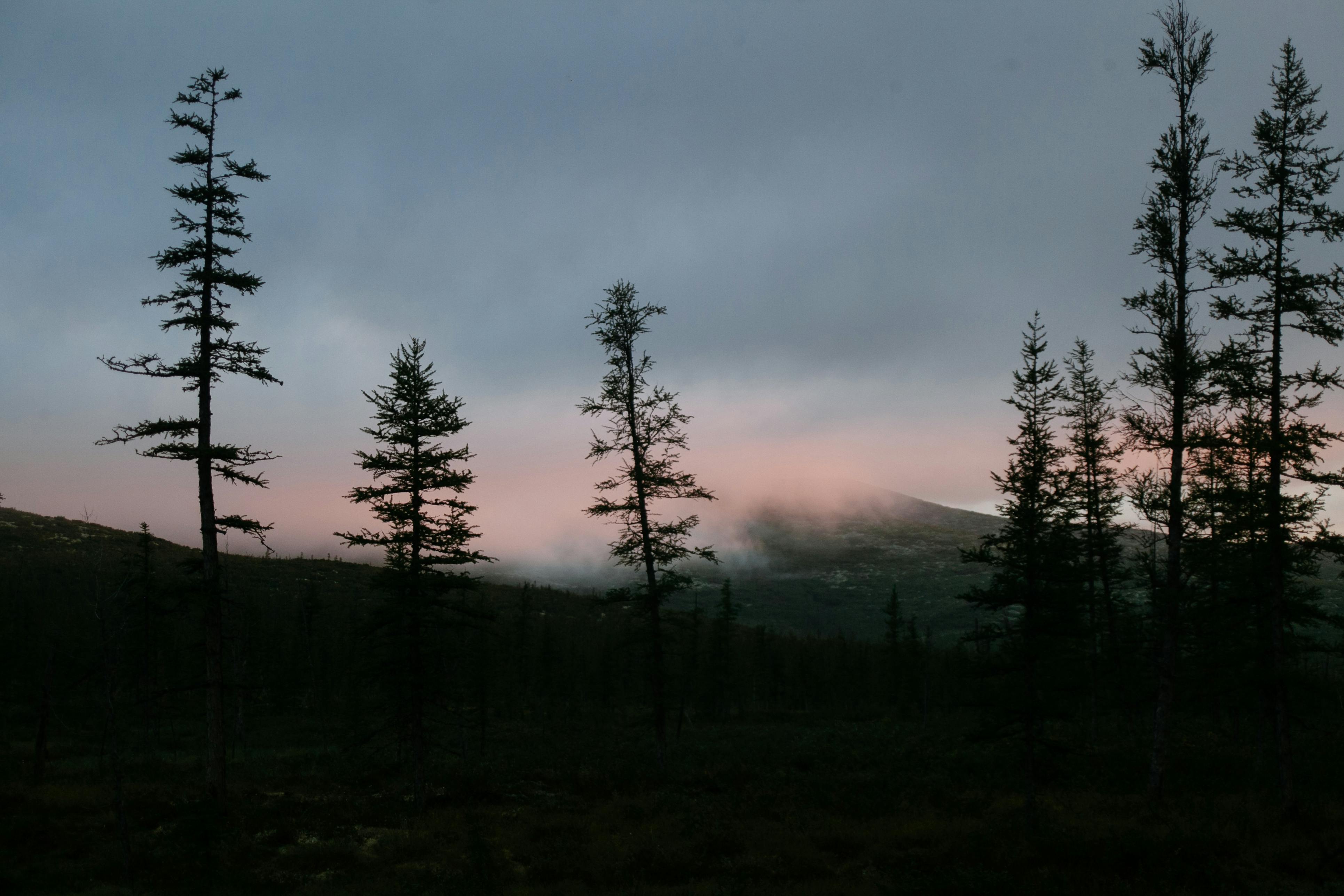 silhouettes of coniferous trees growing on hill slope under cloudy sunset sky