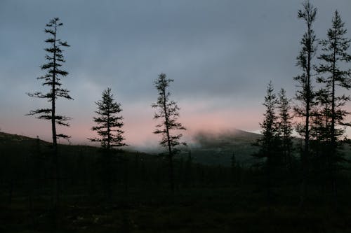 Picturesque scenery of silhouettes of fir trees growing near mountain hidden under thick fog at sunset