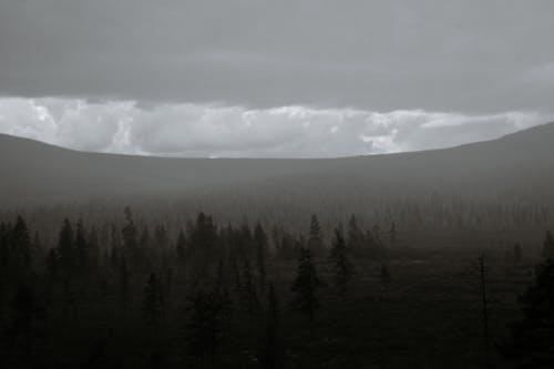 Fog over forest growing on mountain range