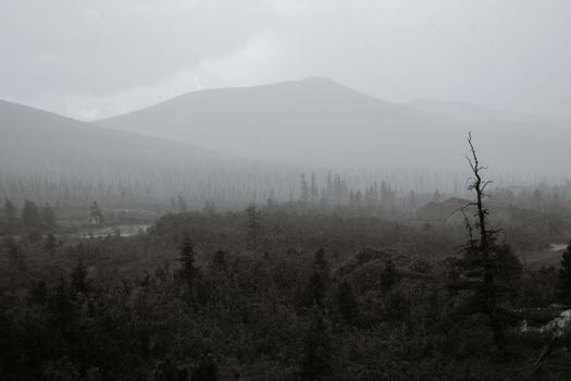 Black and white of dry leafless and fir tress growing near mountain ridge against misty gray sky in countryside