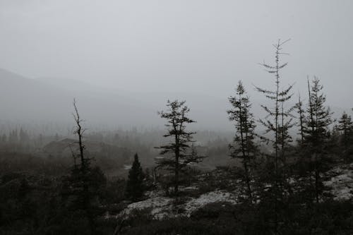 Black and white silhouettes of trees growing on rough terrain near mountain ridge hidden under thick fog