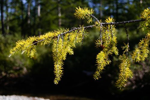 Free Single thin branch of coniferous tree with small yellow needles in fall on blurred background Stock Photo