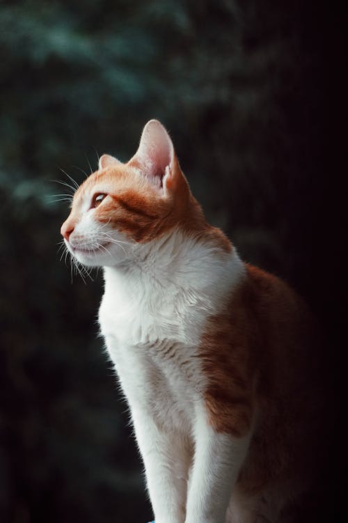 動物, 動物和寵物, 家貓 的 免費圖庫相片